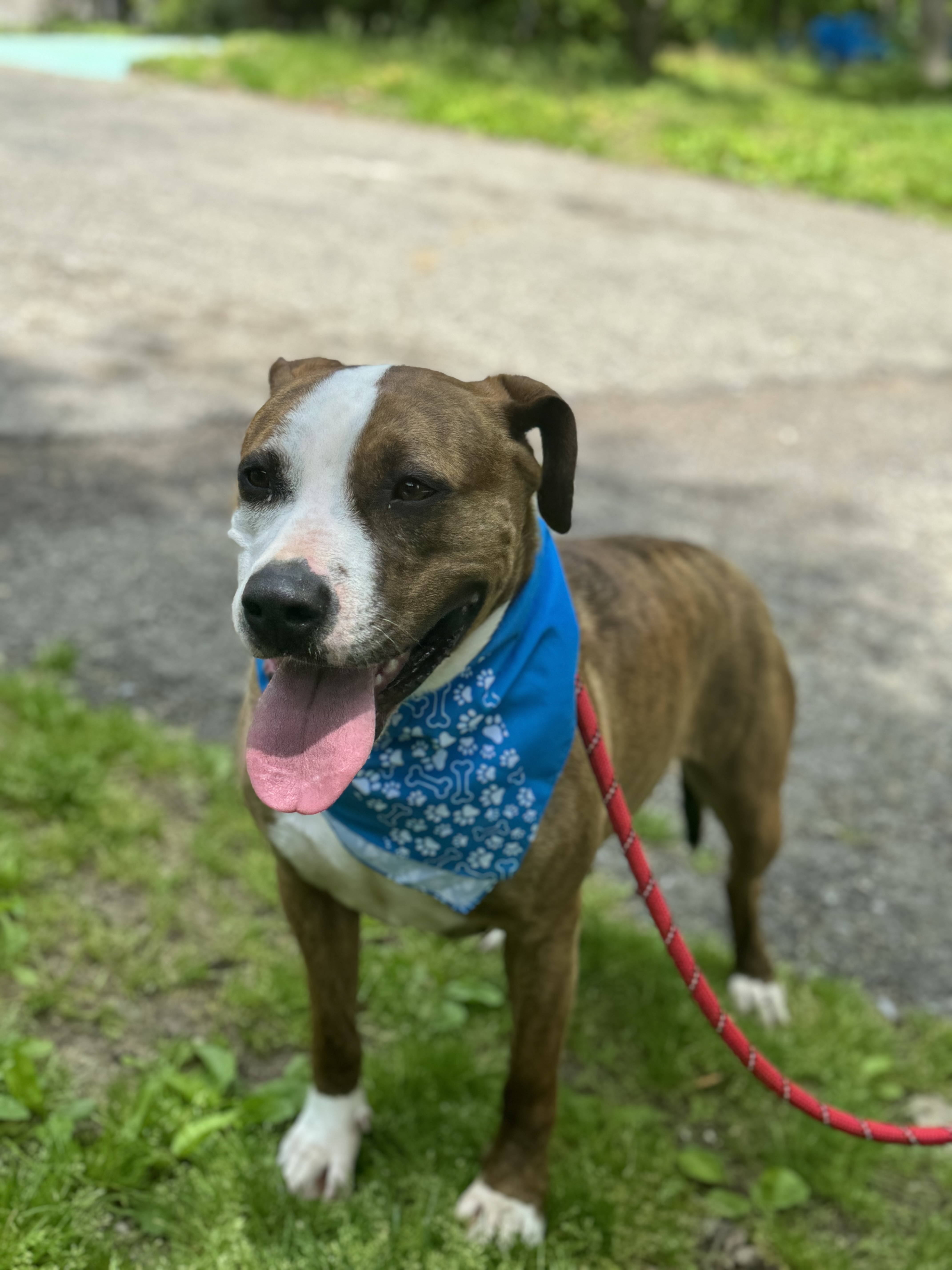 Adeline, a Adoptable Pit Bull Terrier in Bedford, NY image 2/6