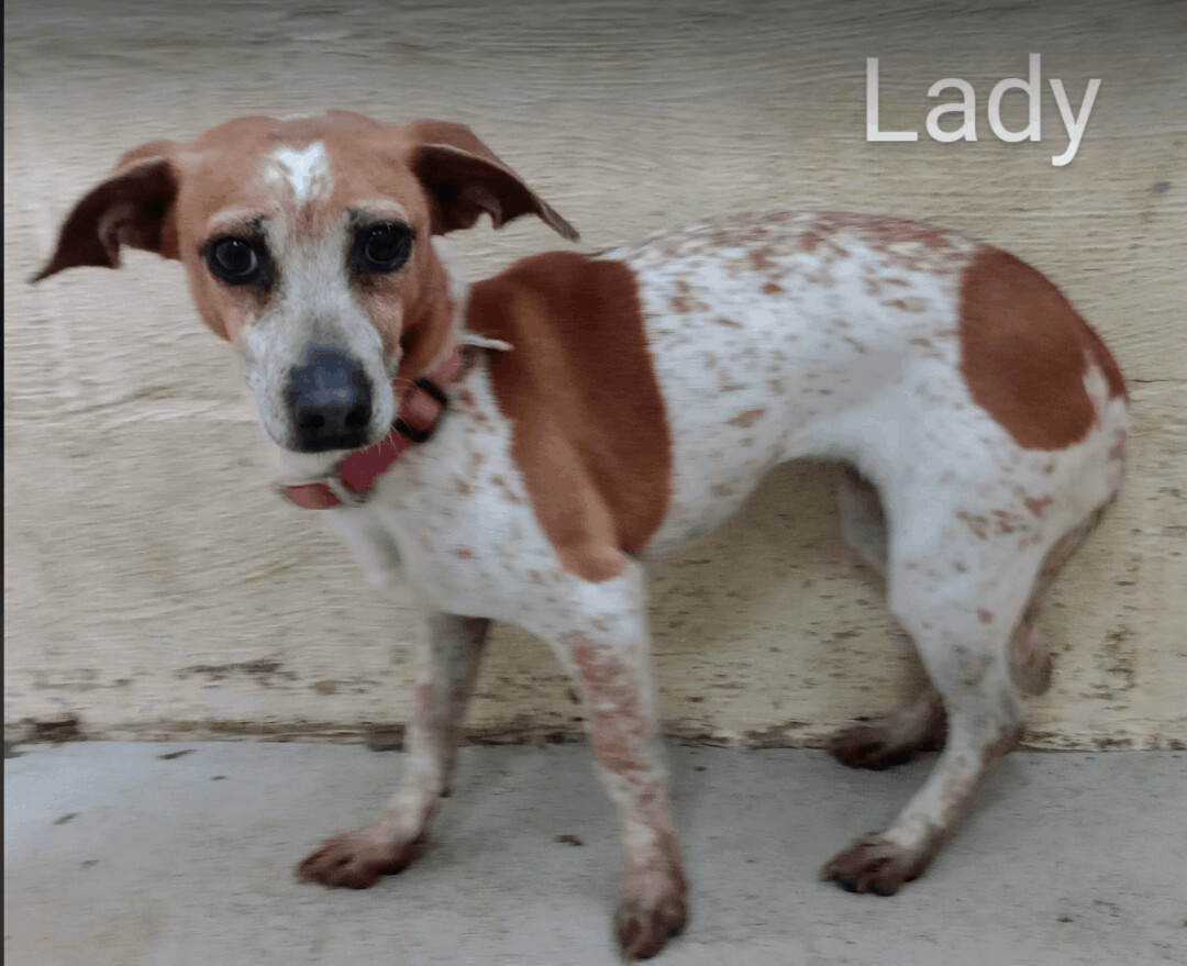 Dog for adoption Lady, a Dachshund Mix in Monticello, MN Petfinder