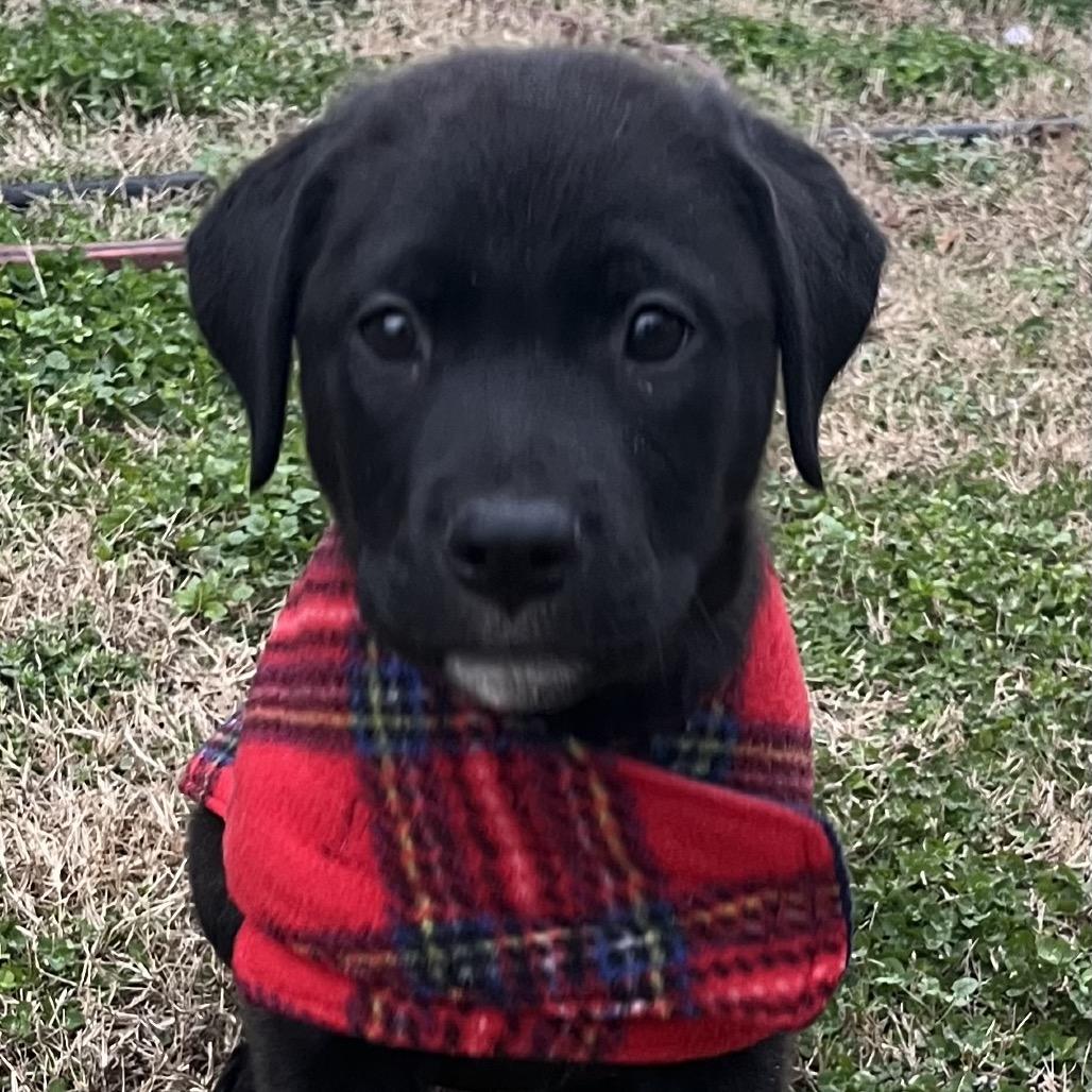 Cooper (M), Adoptable, Puppy Male Black Labrador Retriever.