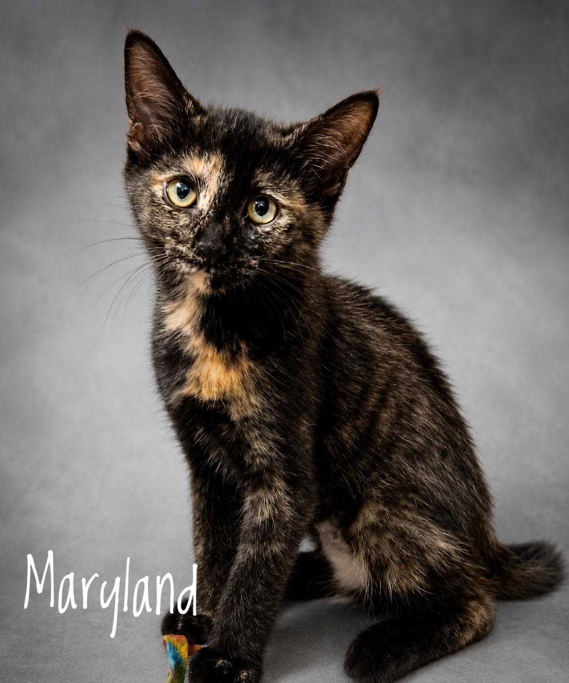 Enlarge Maryland, a Adoptable Domestic Medium Hair in Menasha, WI image 1/1