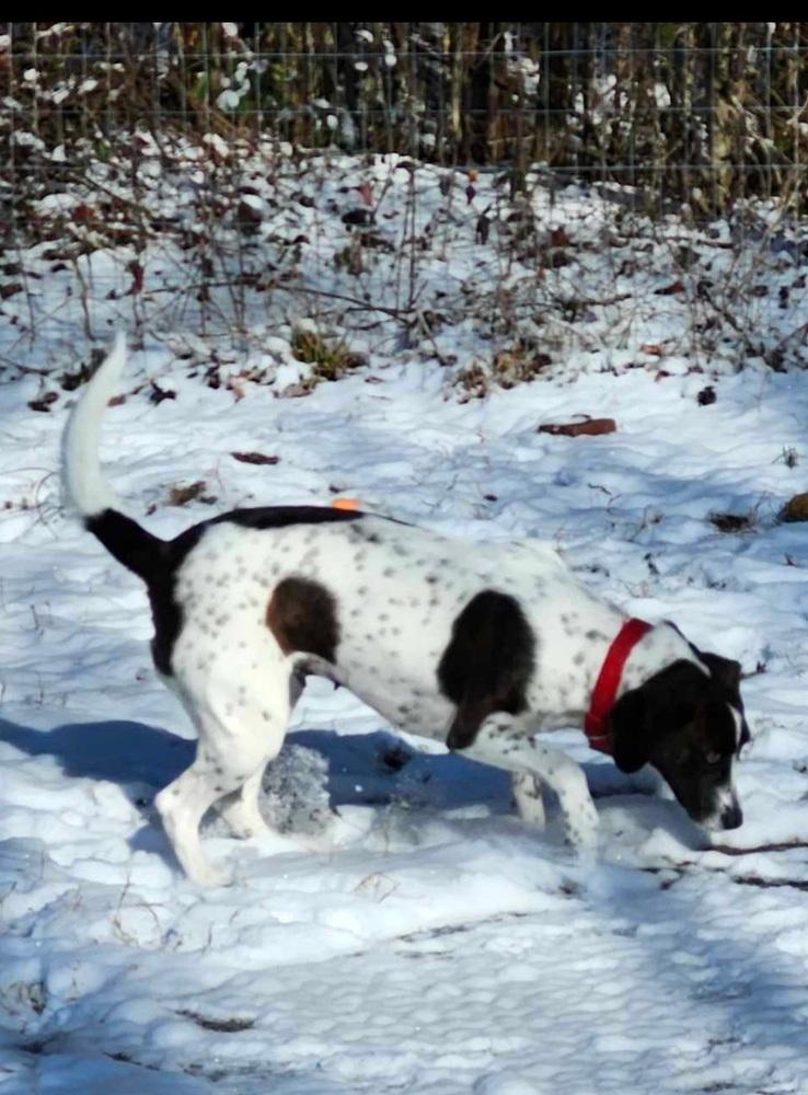 Enlarge Janelle, a Adoptable mixed breed in Wendell, NC image 2/5