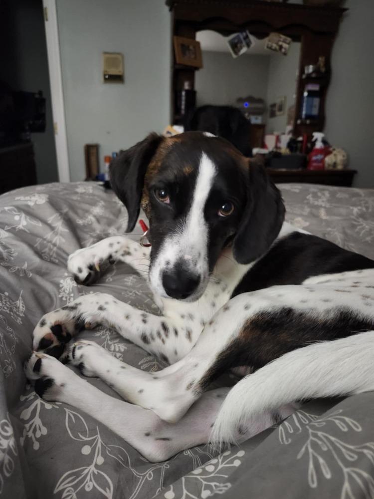 Enlarge Janelle, a Adoptable mixed breed in Wendell, NC image 3/5