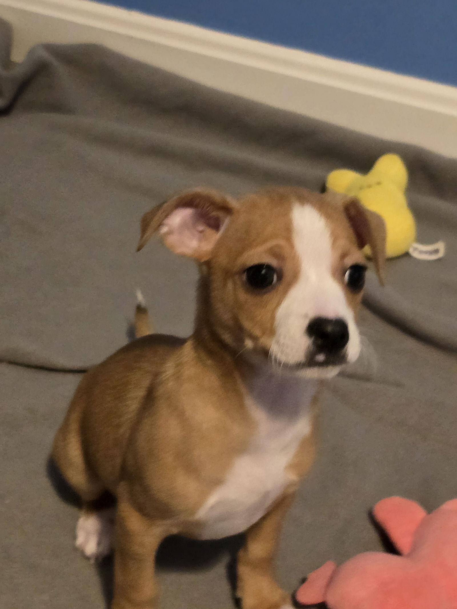 Noel, Adoptable, Puppy Female Chihuahua & Rat Terrier.