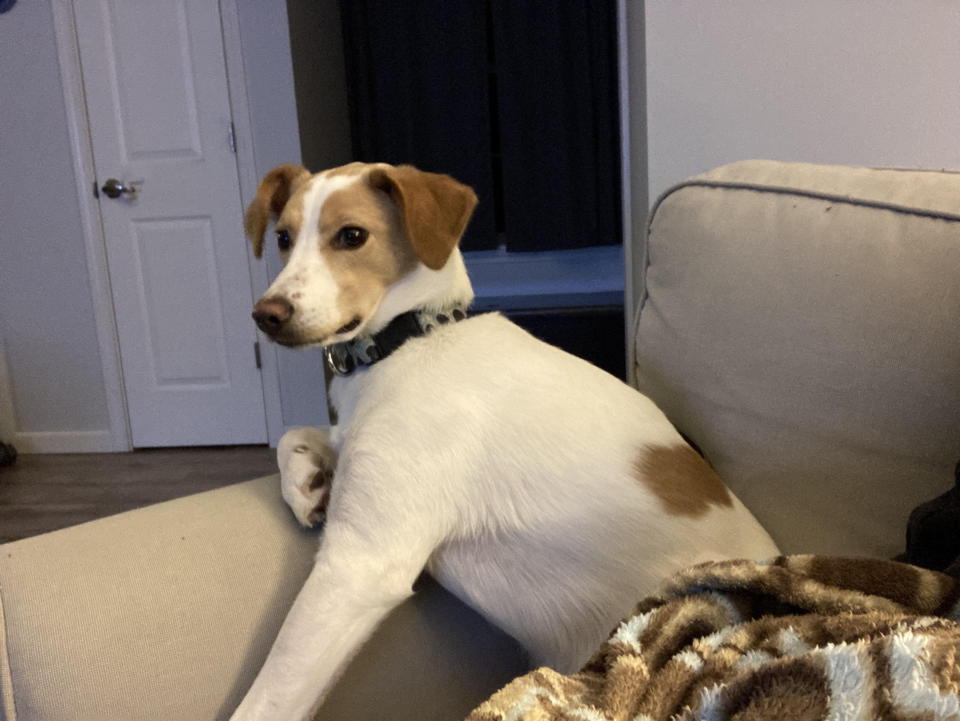 Rose, a Adopted mixed breed in Conshohocken, PA image 1/3