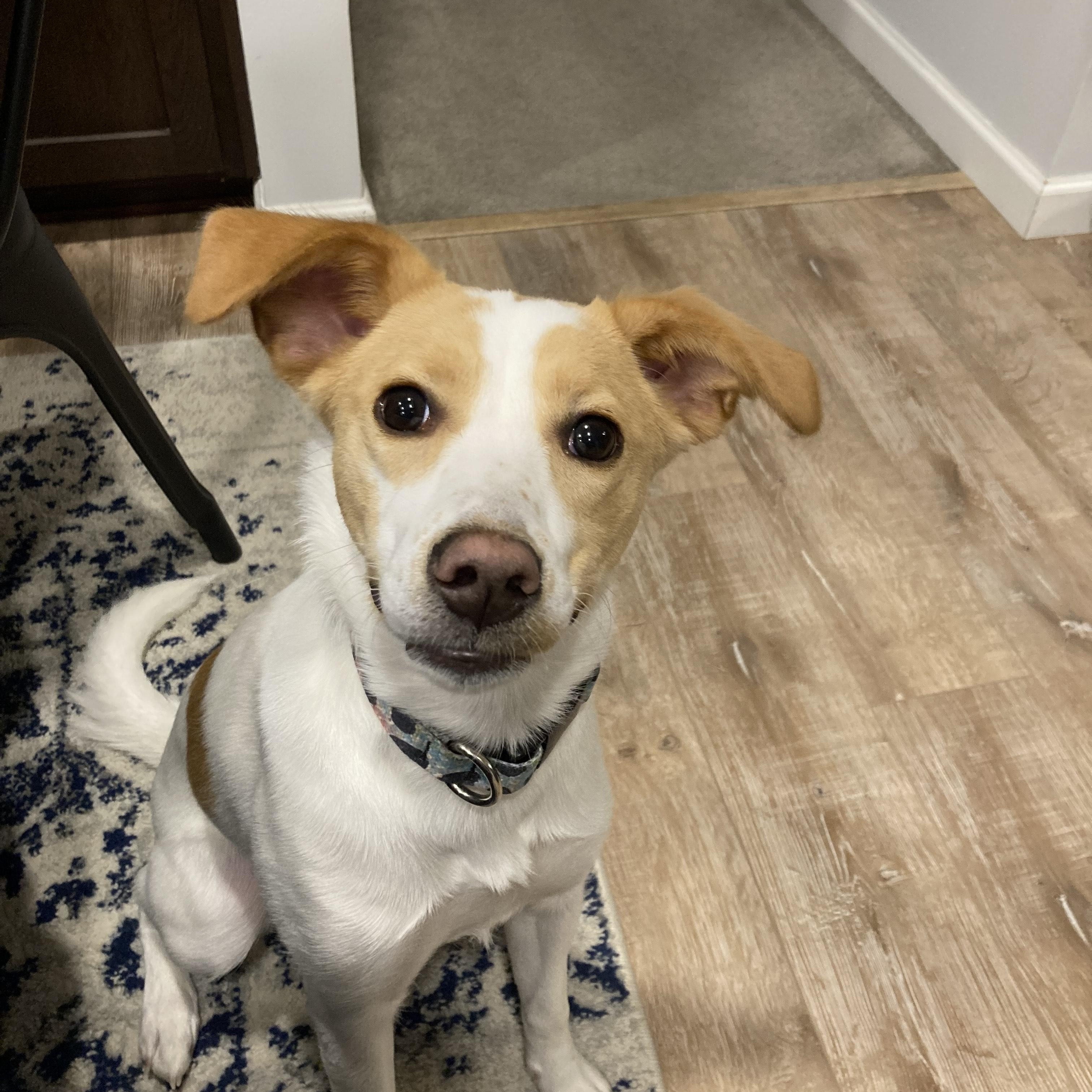 Rose, a Adopted mixed breed in Conshohocken, PA image 2/3