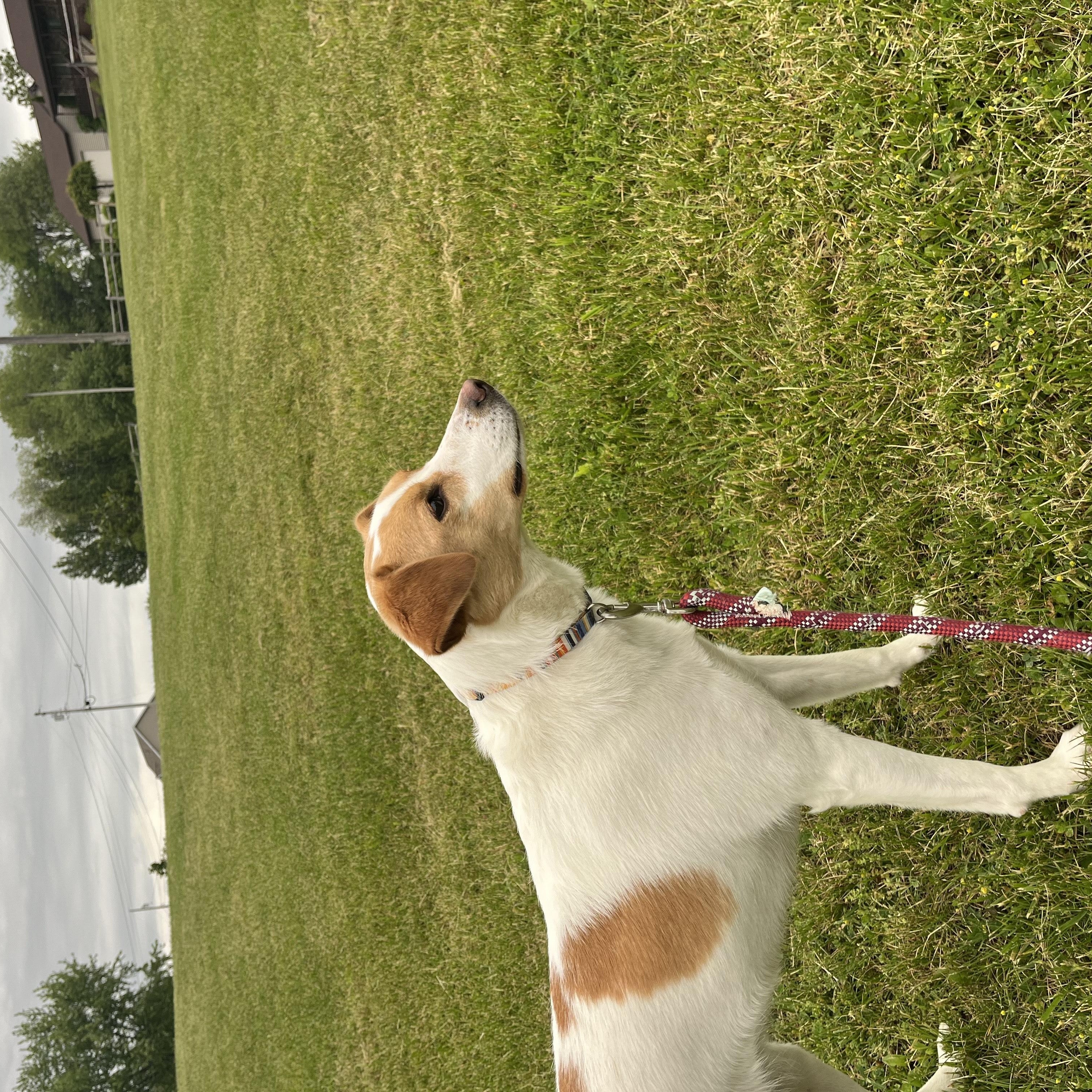 Rose, a Adopted mixed breed in Conshohocken, PA image 3/3