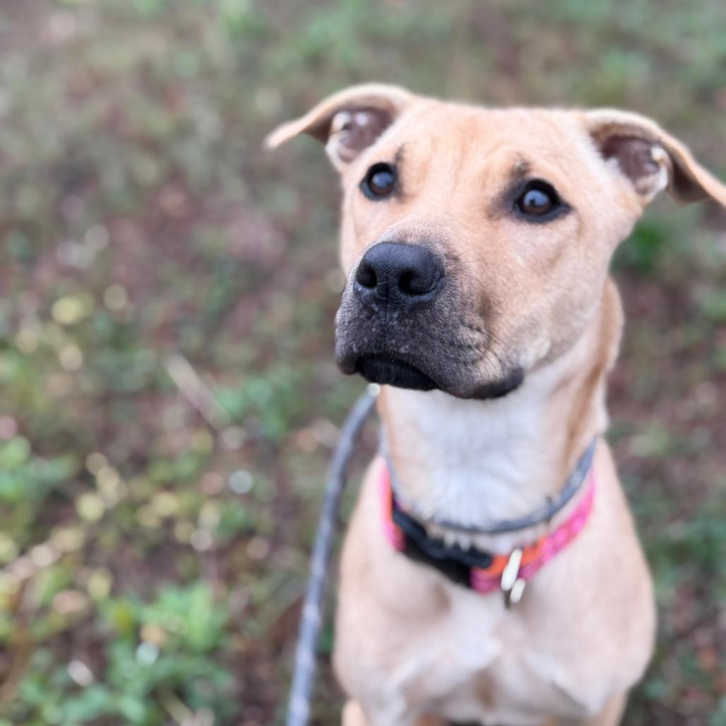 Gi Gi, Adoptable, Young Female Mixed Breed.