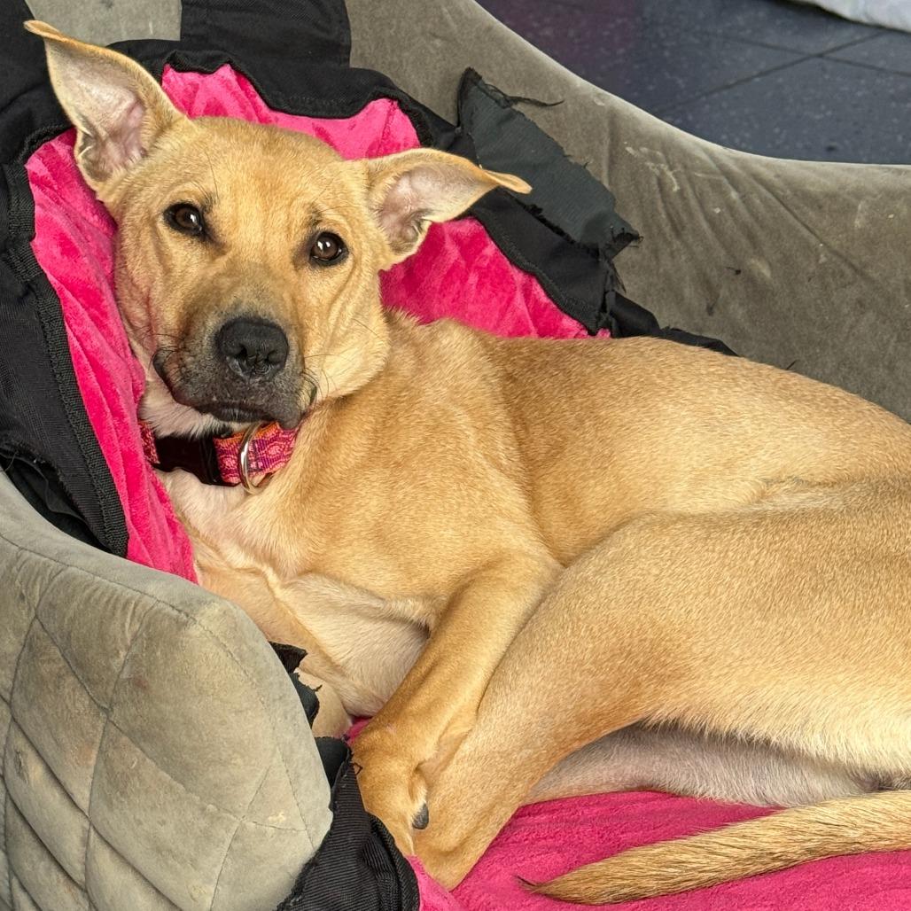 Enlarge Gi Gi, a Adoptable Mixed Breed in Charlton, NY image 2/6