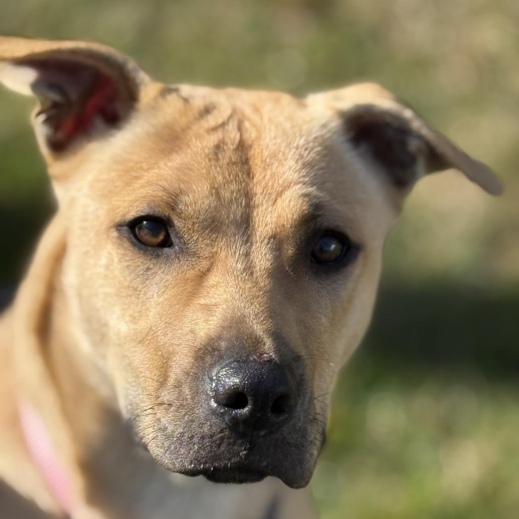 Enlarge Gi Gi, a Adoptable Mixed Breed in Charlton, NY image 3/6