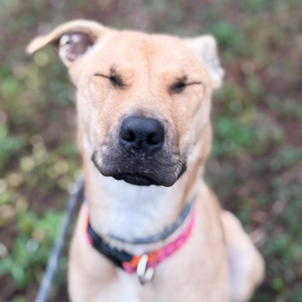 Enlarge Gi Gi, a Adoptable Mixed Breed in Charlton, NY image 4/6