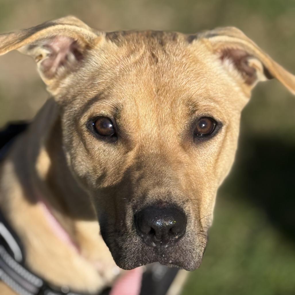 Enlarge Gi Gi, a Adoptable Mixed Breed in Charlton, NY image 5/6