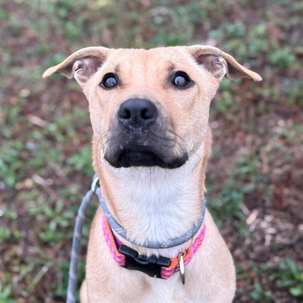 Enlarge Gi Gi, a Adoptable Mixed Breed in Charlton, NY image 6/6
