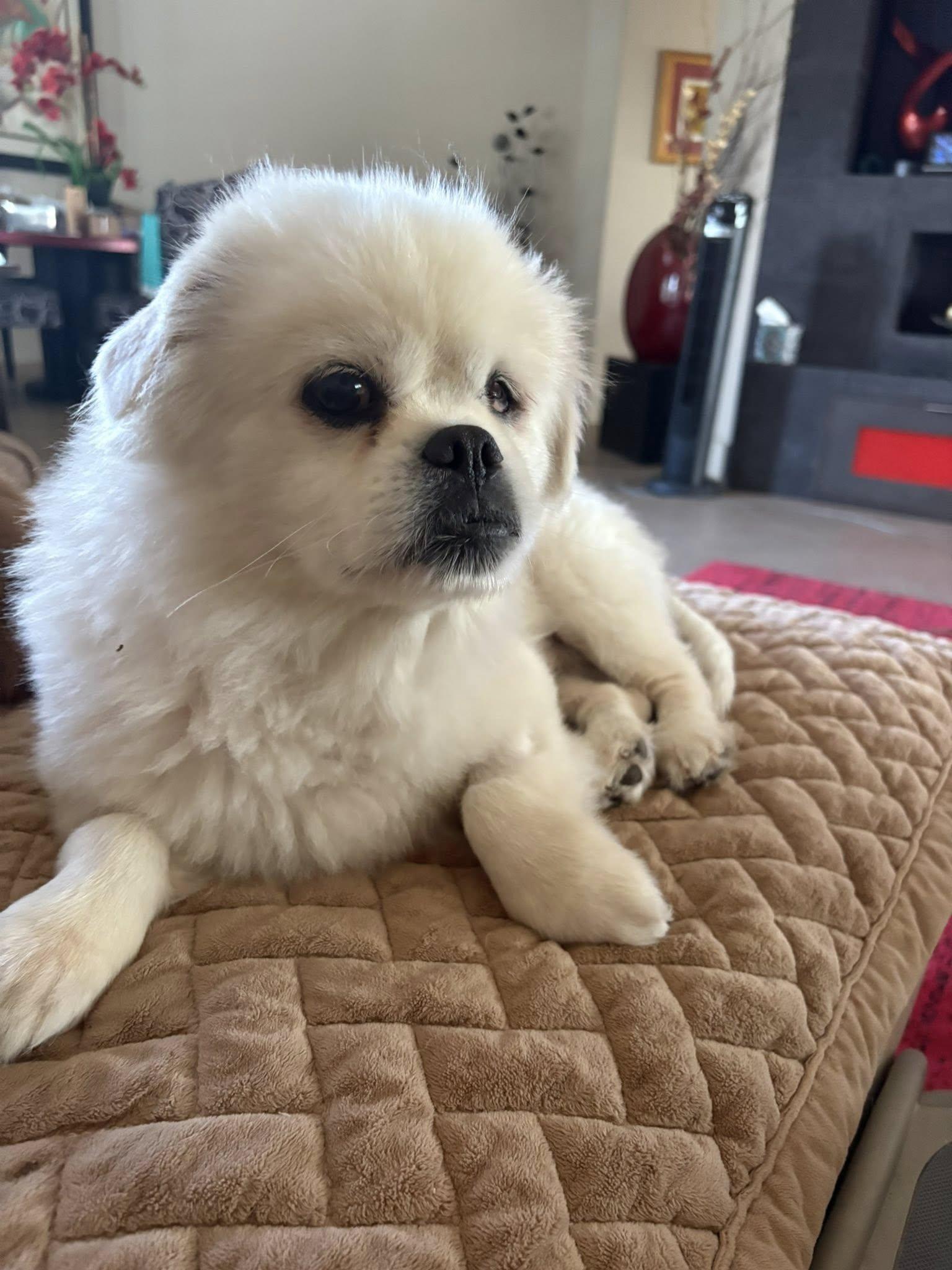 Enlarge Dutch, a Adopted Pekingese in Santa Ana, CA image 1/1