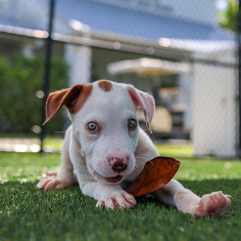 Cue, Adoptable, Puppy Male Mixed Breed.