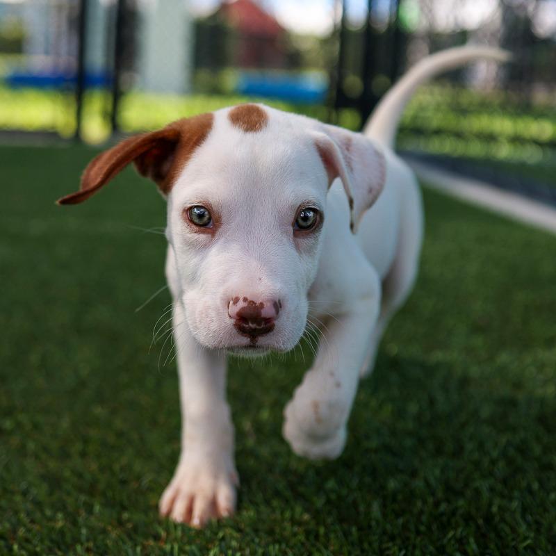 Enlarge Cue, a Adoptable Mixed Breed in Bradenton, FL image 2/4