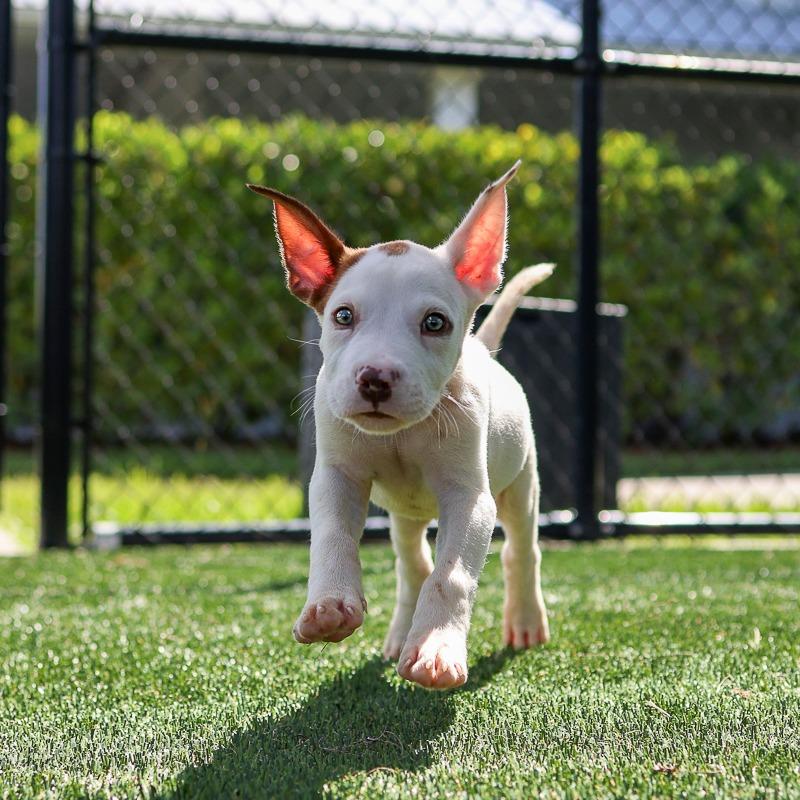 Enlarge Cue, a Adoptable Mixed Breed in Bradenton, FL image 3/4
