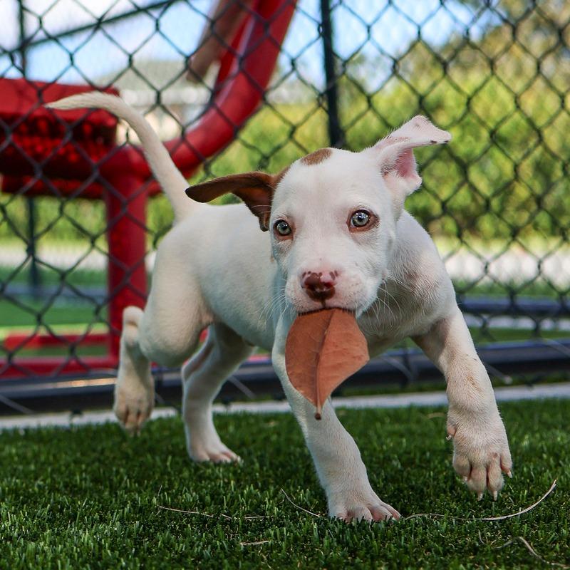 Enlarge Cue, a Adoptable Mixed Breed in Bradenton, FL image 4/4