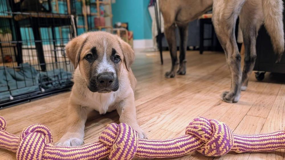Zach, Adoptable, Puppy Male German Shepherd Dog.
