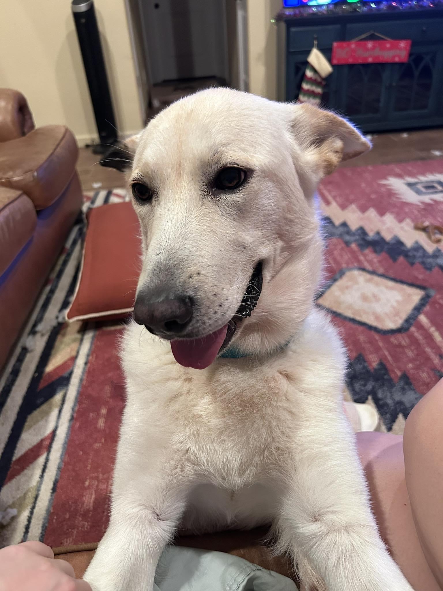 Peluchina, ADOPTABLE, Adult Female Husky & German Shepherd Dog.