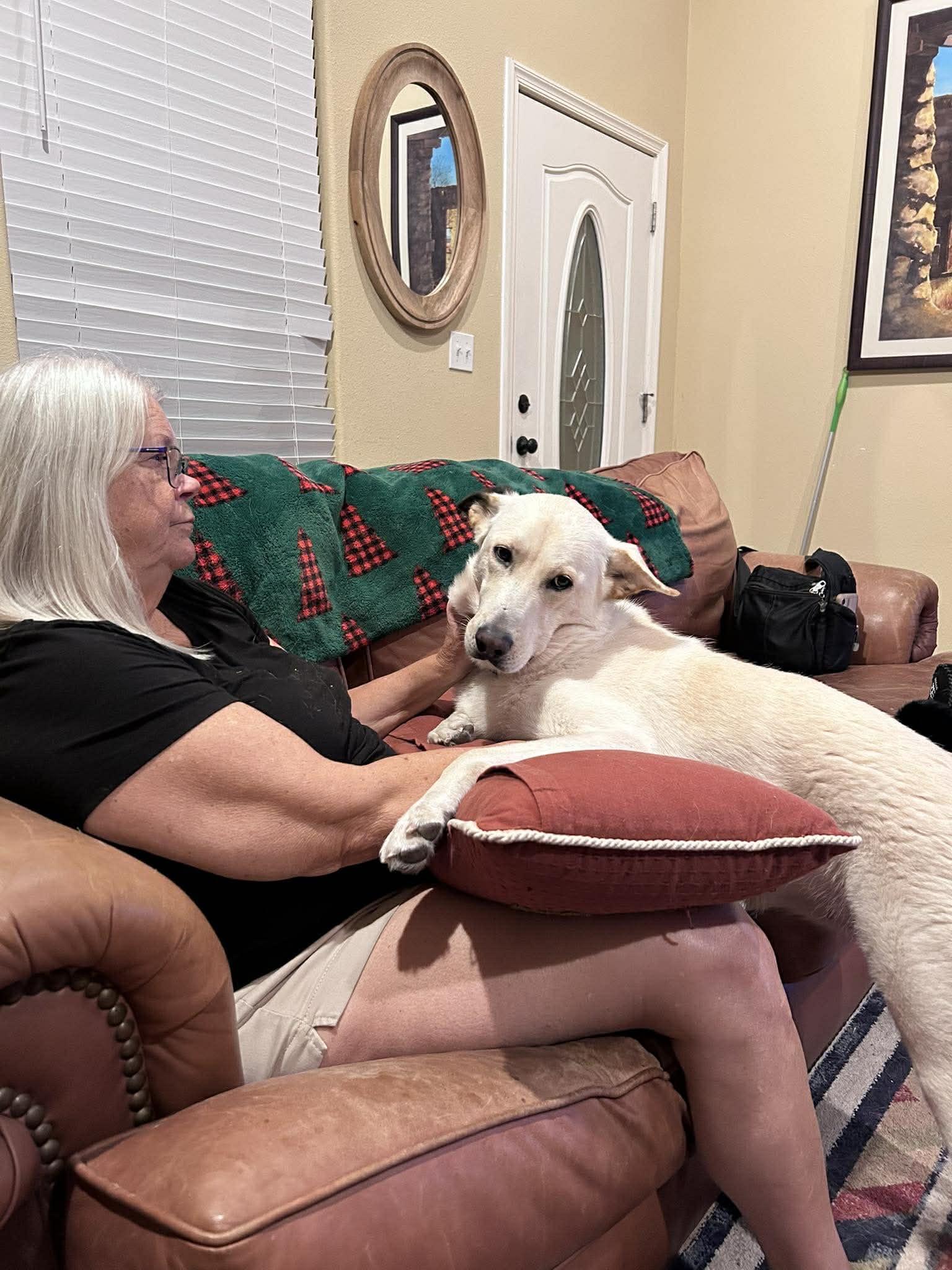 Enlarge Peluchina, an adopted mixed breed in Yonkers, NY image 5/6