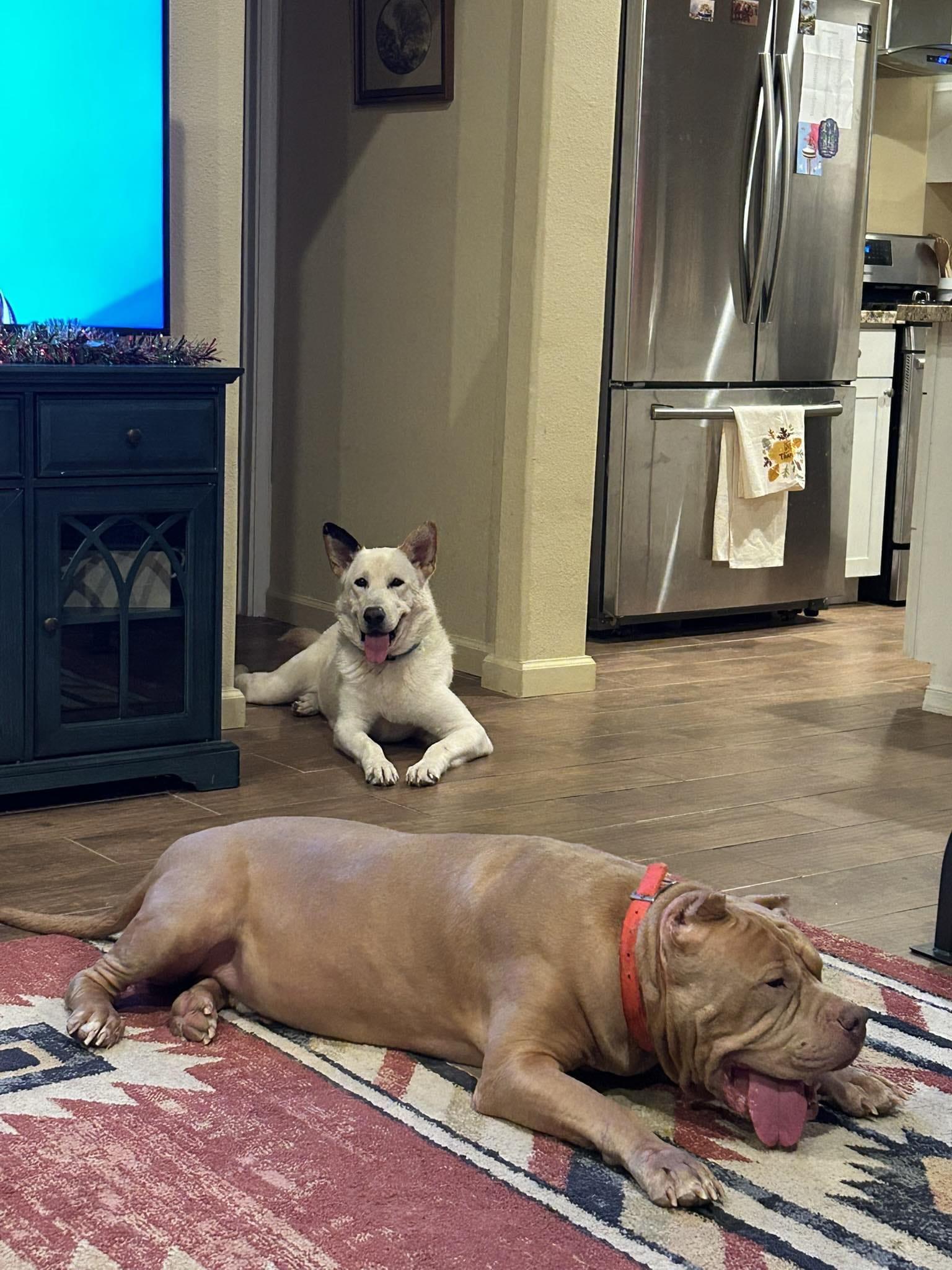 Enlarge Peluchina, an adopted mixed breed in Yonkers, NY image 2/6