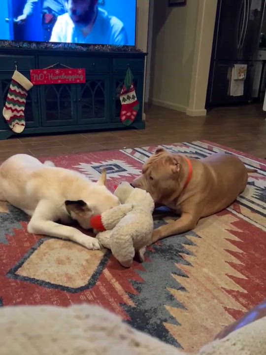 Enlarge Peluchina, an adopted mixed breed in Yonkers, NY video 3/6