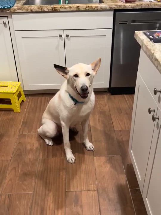 Enlarge Peluchina, an adopted mixed breed in Yonkers, NY video 4/6