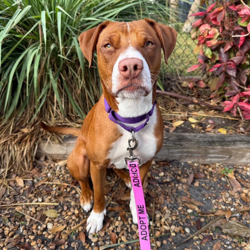 Rain, Adoptable, Adult Female Mixed Breed.