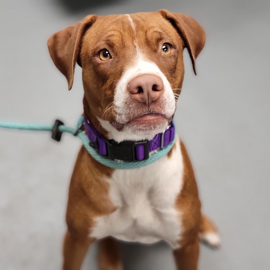 Enlarge Rain, a Adoptable Mixed Breed in Sarasota, FL image 1/1