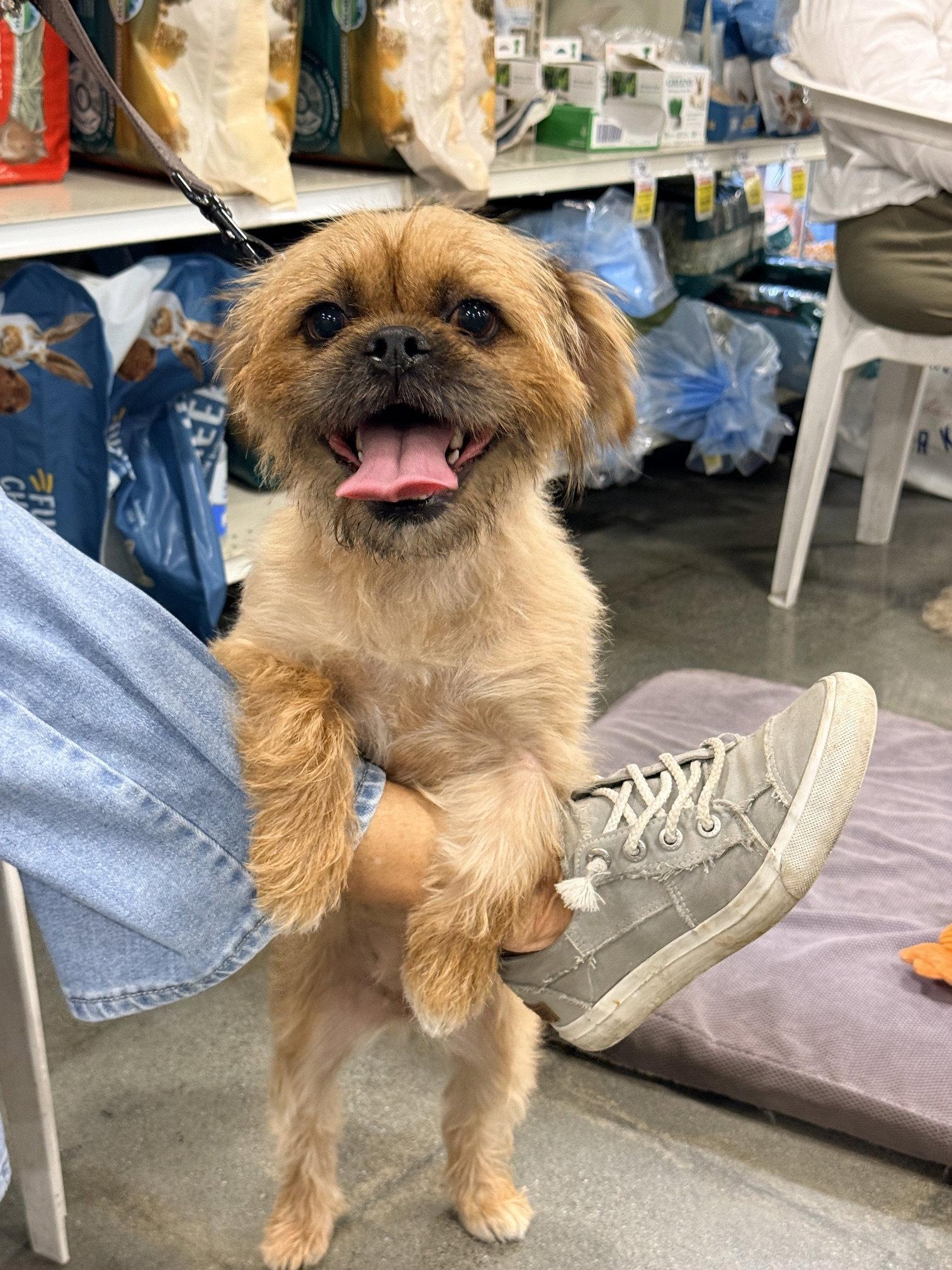 MAISY, Adopted, Young Female Brussels Griffon.