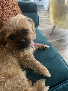 Enlarge MAISY, a Adopted Brussels Griffon in Agoura Hills, CA image 2/2