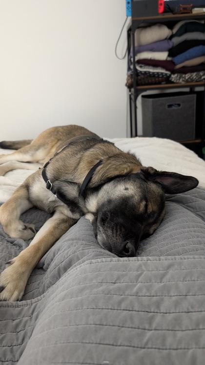 Bear — thumbnail 2