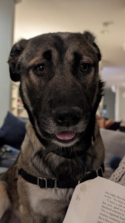 Bear — thumbnail 3