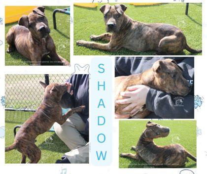 SHADOW, Adoptable, Puppy Male Staffordshire Bull Terrier & Mixed Breed.
