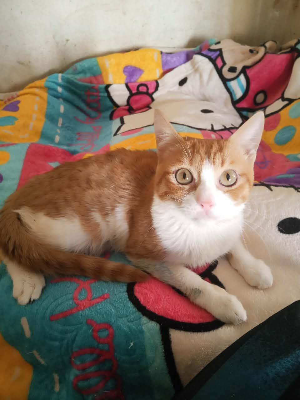 Kajo, ADOPTABLE, Kitten Male Domestic Short Hair.