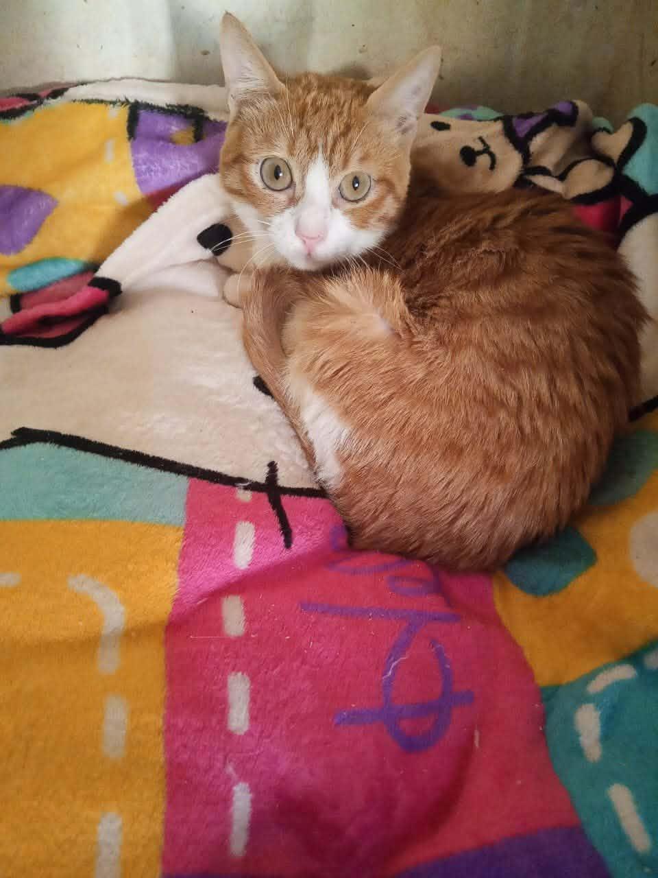 Enlarge Kajo, a ADOPTABLE Domestic Short Hair in Mississauga, ON image 3/3