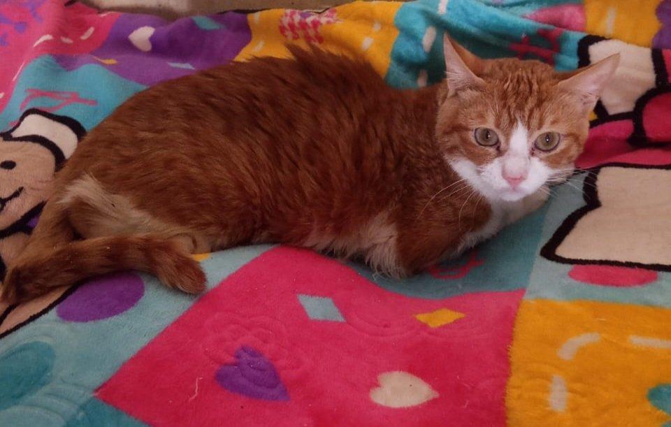 Enlarge Kajo, a ADOPTABLE Domestic Short Hair in Mississauga, ON image 2/3