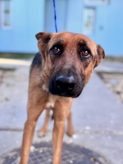 Enlarge Peach, a Adoptable mixed breed in New Orleans, LA image 1/1