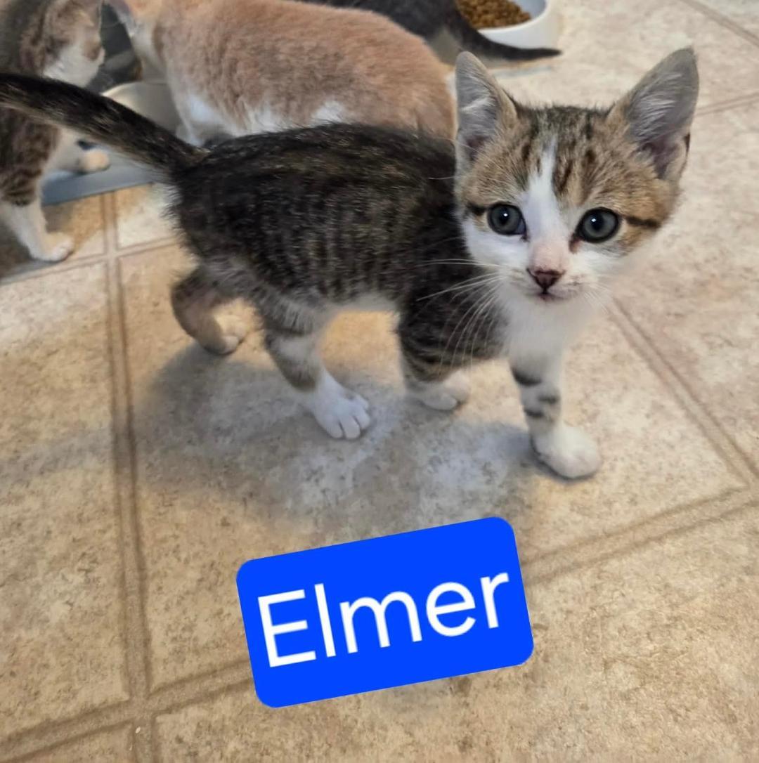 Enlarge ELMER, a ADOPTABLE Domestic Short Hair in Gresham, WI image 1/1