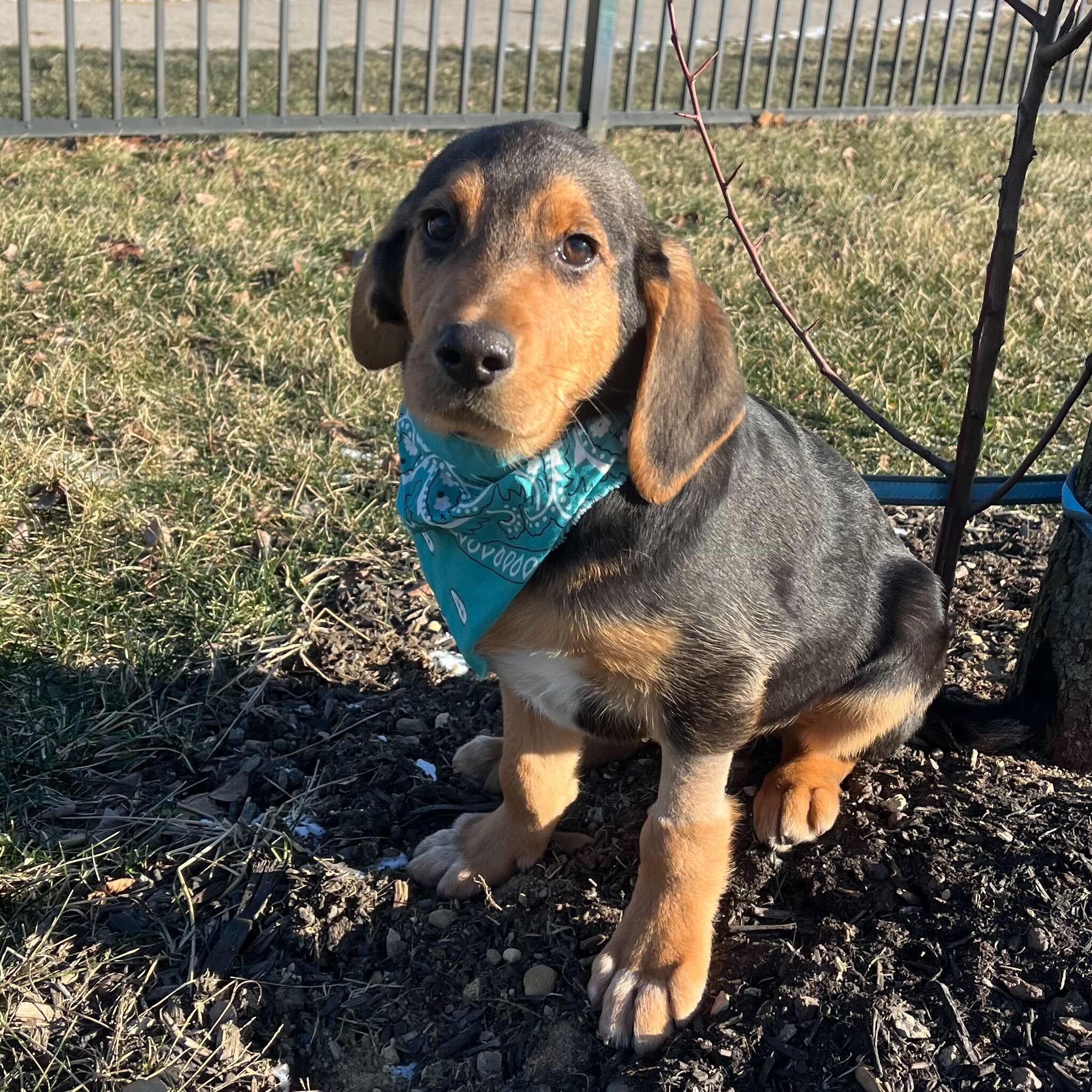 Hayden, ADOPTABLE, Puppy Male Mixed Breed.