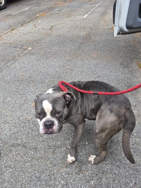 Pen 119 Freddie, Adoptable, Adult Male Pit Bull Terrier & Boxer.