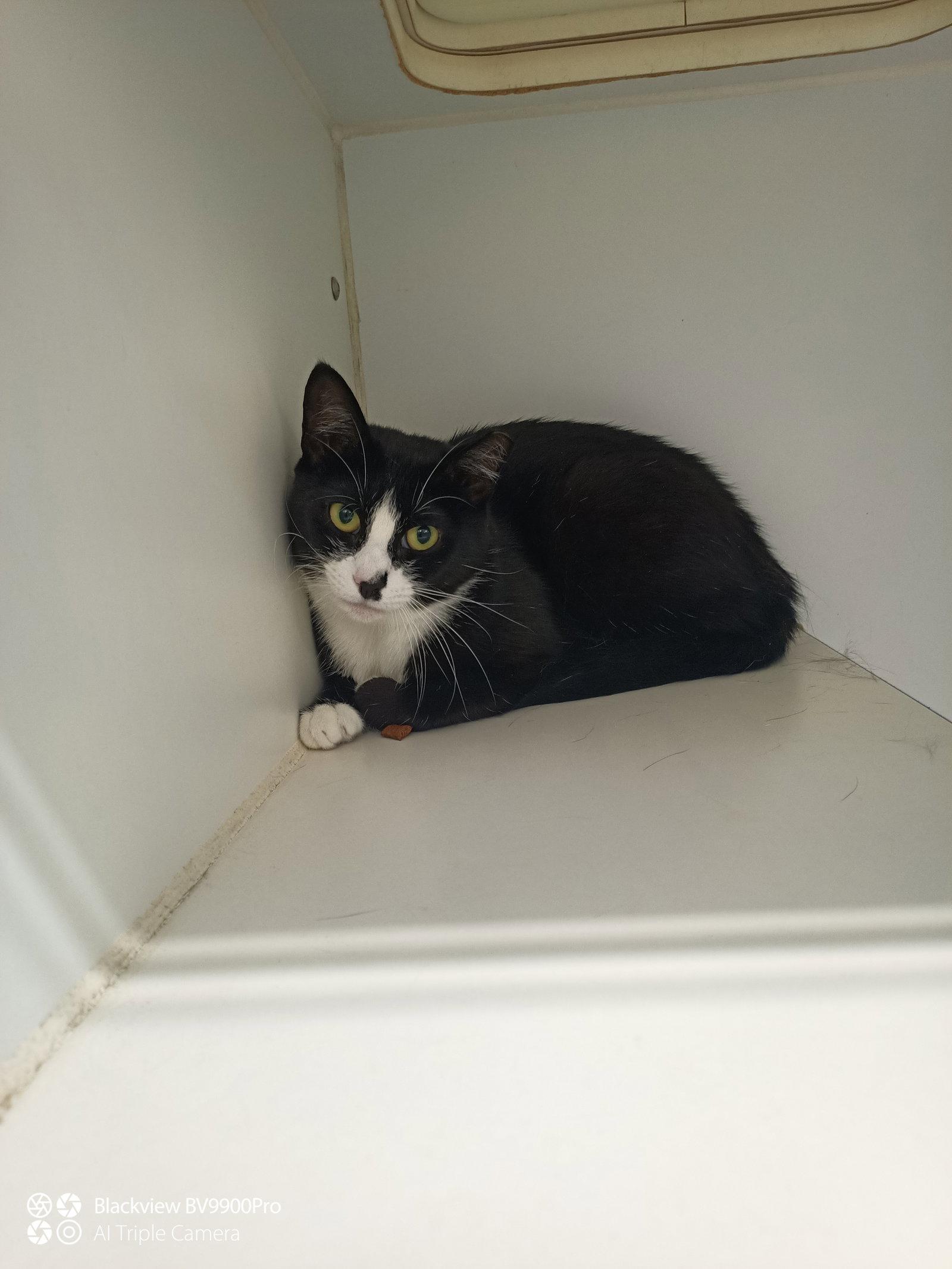 Enlarge Pippi 1 year Female, a Adoptable Domestic Short Hair in Sterling, MA image 1/1