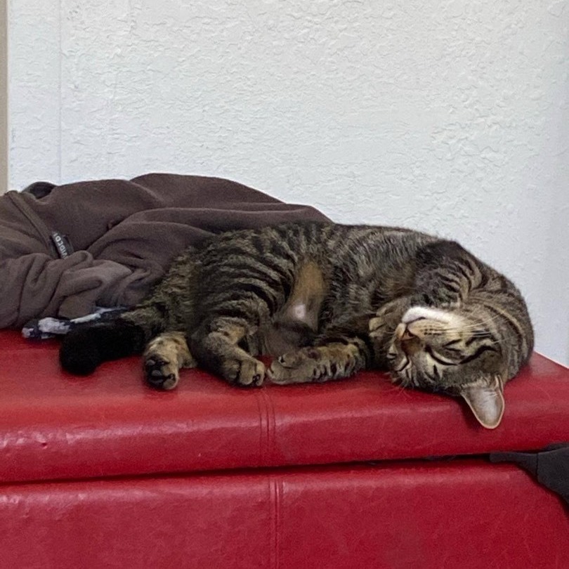 Epponnee Rae, Adoptable, Adult Female Tabby.