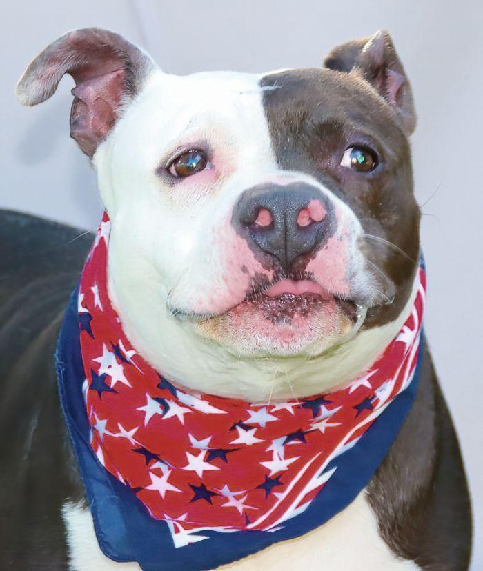 Rasta, Adult Male Staffordshire Bull Terrier
