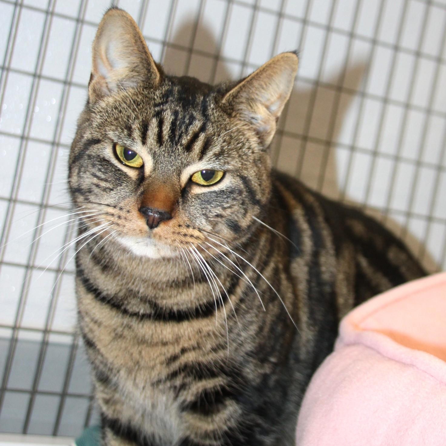 Enlarge Oshin, an adopted Domestic Short Hair in Medfield, MA image 2/2