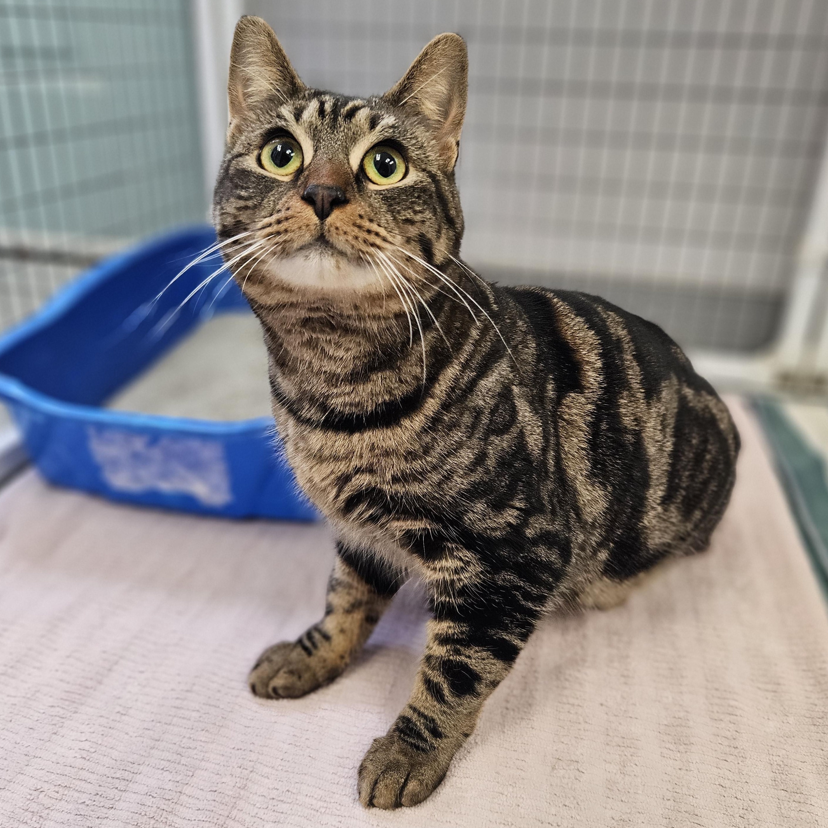 Enlarge Oshin, an adopted Domestic Short Hair in Medfield, MA image 1/2