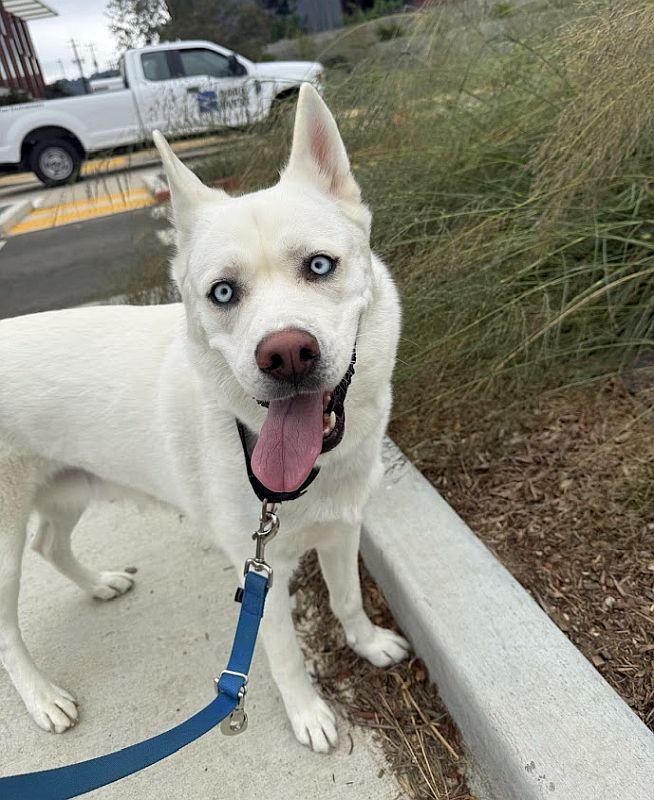 Enlarge Mona, a Adoptable mixed breed in Berkeley, CA image 1/6