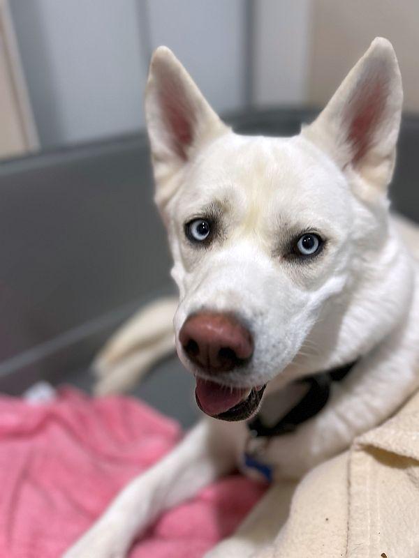 Enlarge Mona, a Adoptable mixed breed in Berkeley, CA image 2/6