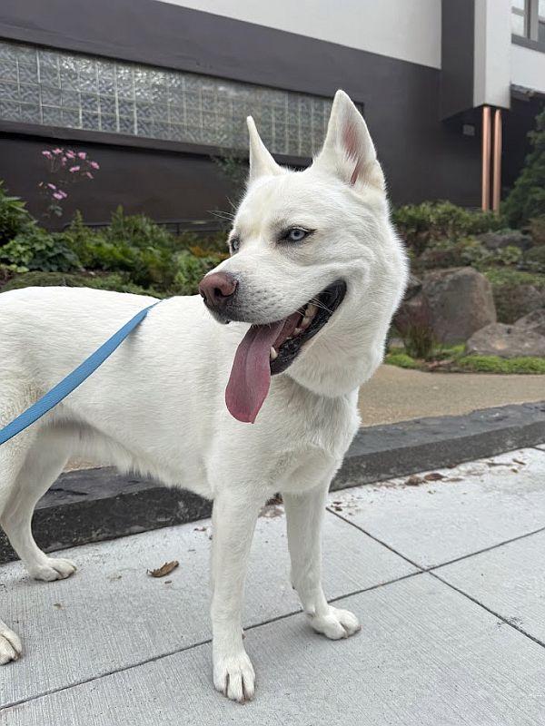 Enlarge Mona, a Adoptable mixed breed in Berkeley, CA image 6/6