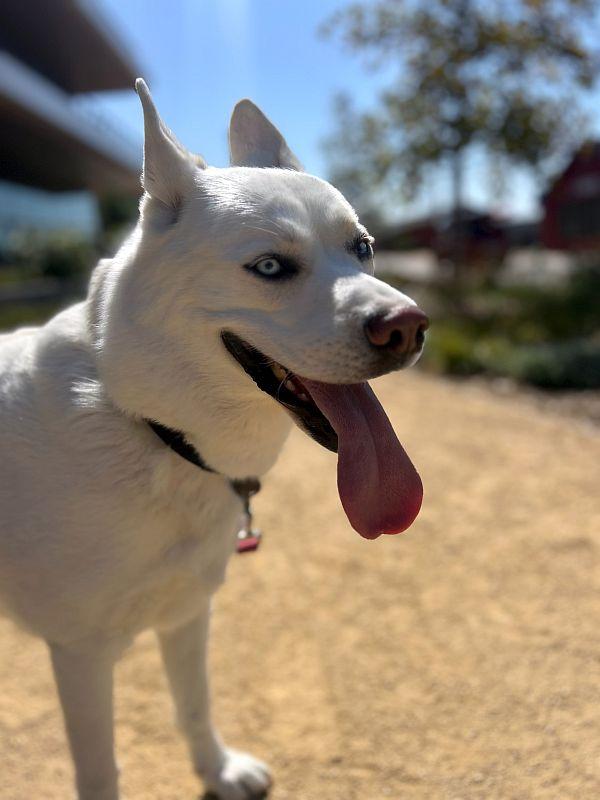 Enlarge Mona, a Adoptable mixed breed in Berkeley, CA image 4/6
